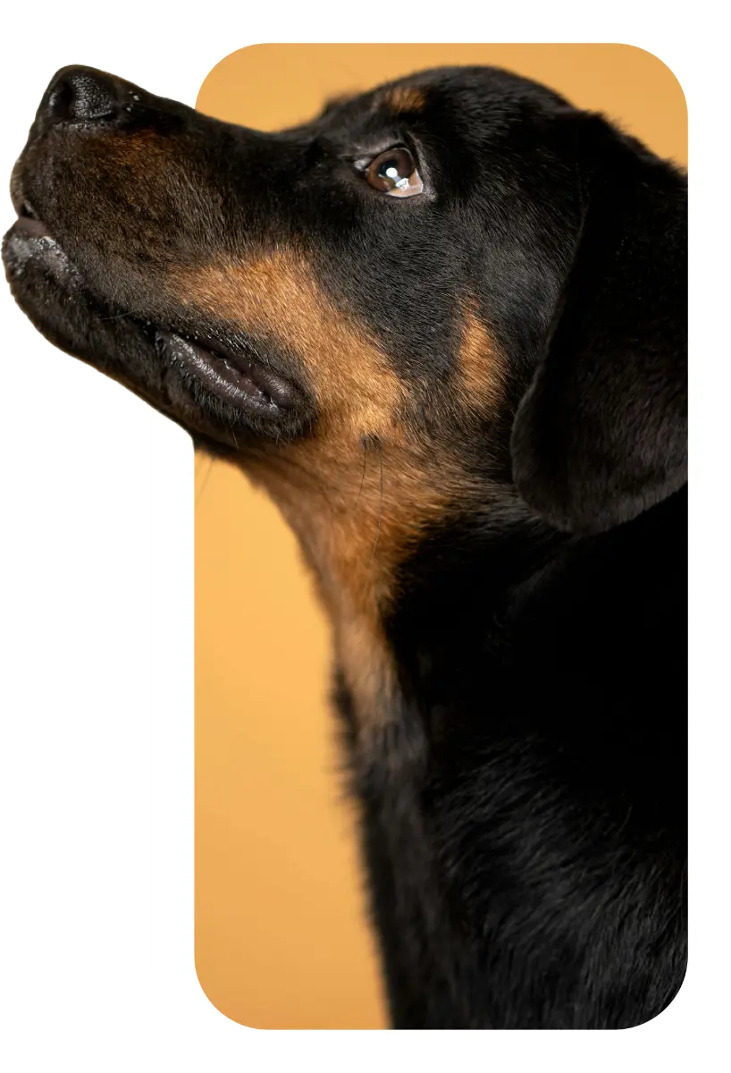 rott-header