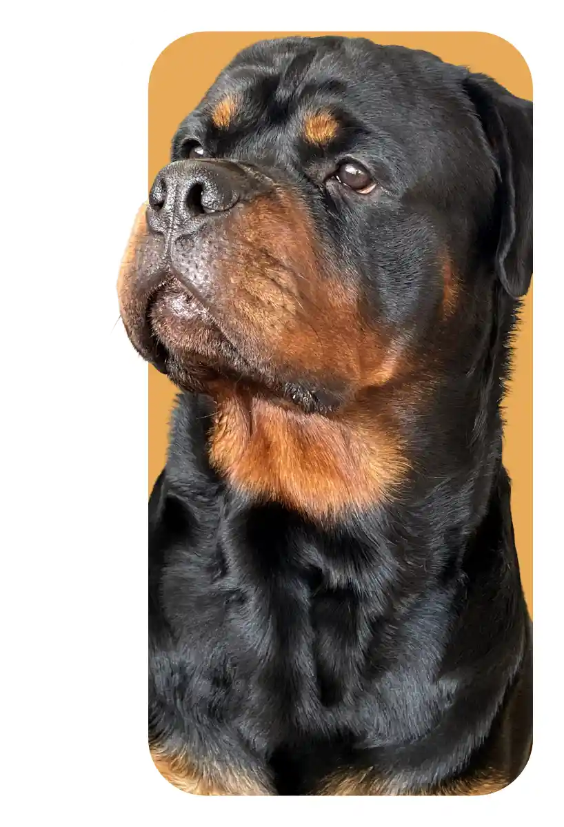 rott-header